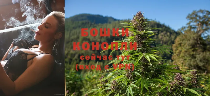 МАРИХУАНА SATIVA & INDICA  нарко площадка какой сайт  Шуя 